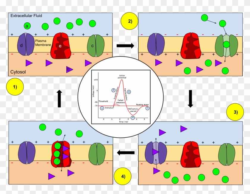 Membrane Permeability Of A Neuron During An Action - Action Potential Potassium Clipart