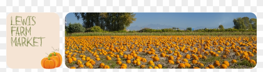Head To Lewis Farm Market In New Era, Mi To Find Your - Pumpkin Clipart