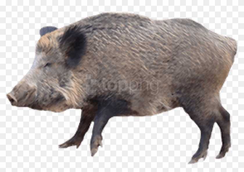 Download Boar Png Images Background - Wild Boar Png Clipart