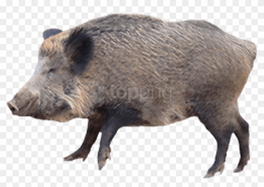 Download Boar Png Images Background - Wild Boar Png Clipart #5897205