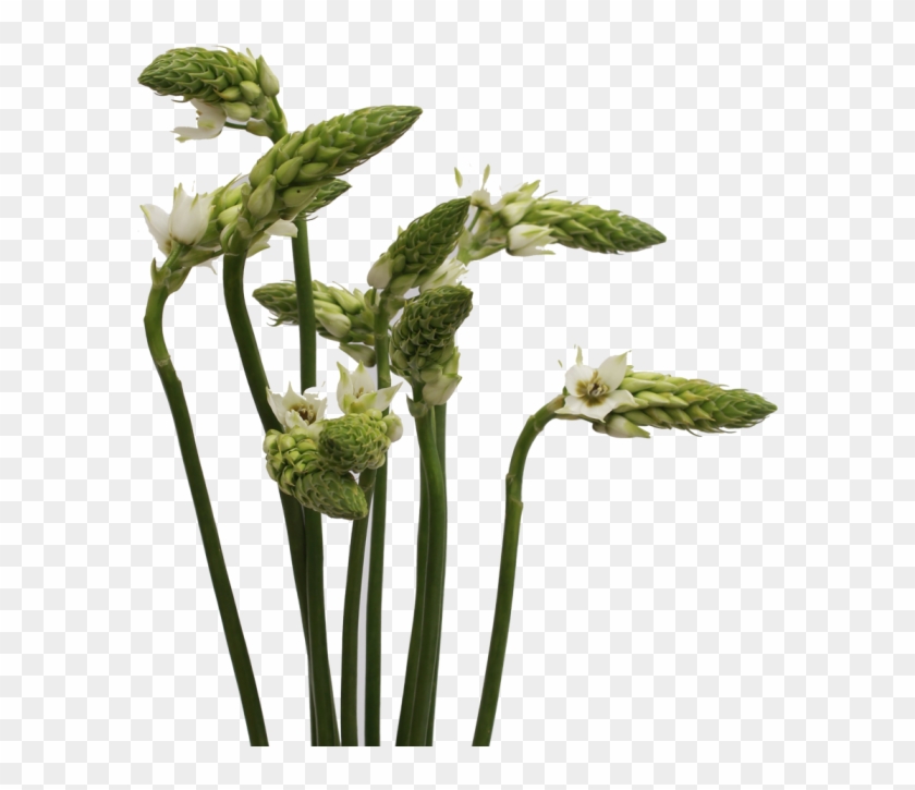 Angelica Clipart #5897360