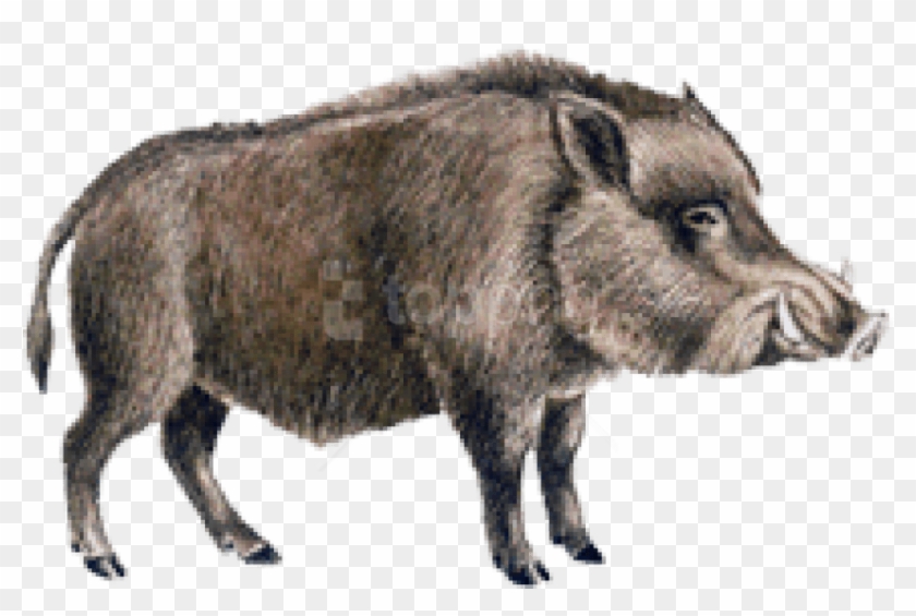 Download Boar Png Images Background - Boar No Background Clipart