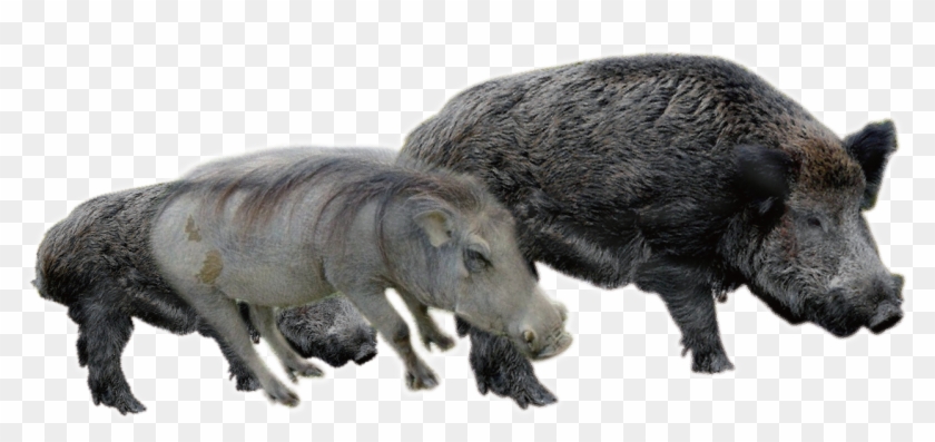 Boar Transparent Images - Punxsutawney Phil Clipart