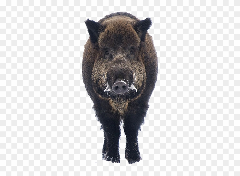 Boar Free Png Image - Wild Boar Png Clipart #5897746