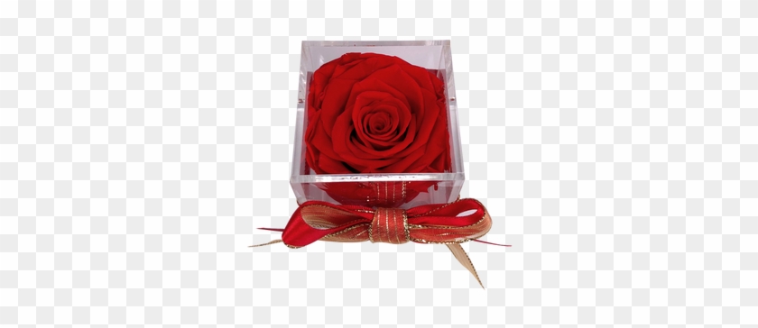 This Beautiful Preserved Rose Will Last More Than A - Garden Roses Clipart