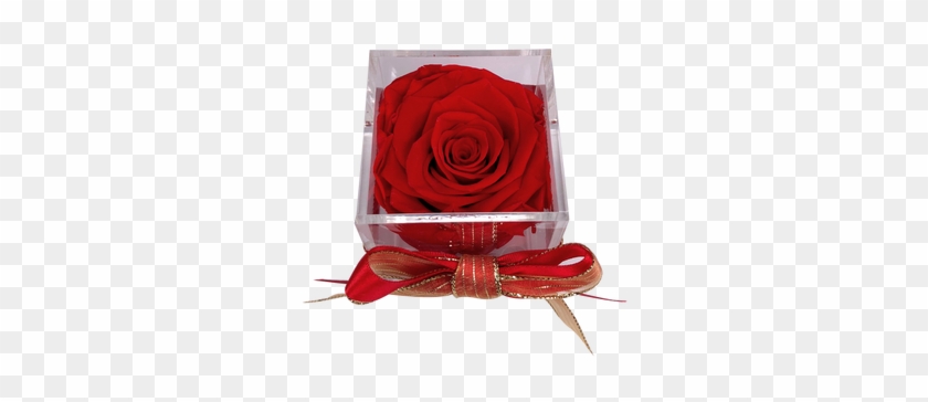 This Beautiful Preserved Rose Will Last More Than A - Garden Roses Clipart #5898077