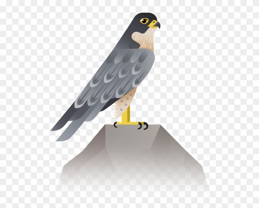 Bird, Eagle, Hawk, Wing Png Image With Transparent - Harrier Clipart #5899869