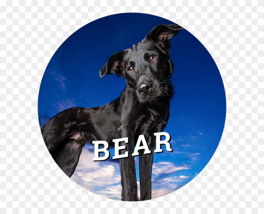 Home-bear - Dog Catches Something Clipart #590463