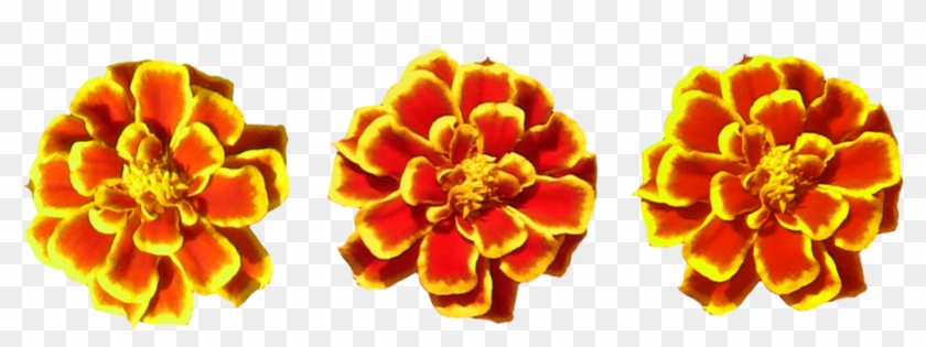 Marigold Flower Toran Png Png Image - Tagetes Patula Clipart
