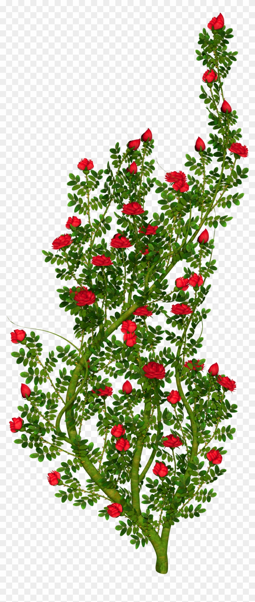 Graphic Royalty Free Library Rosebush Png Picture Gallery - Rose Bush Transparent Background Clipart #592075
