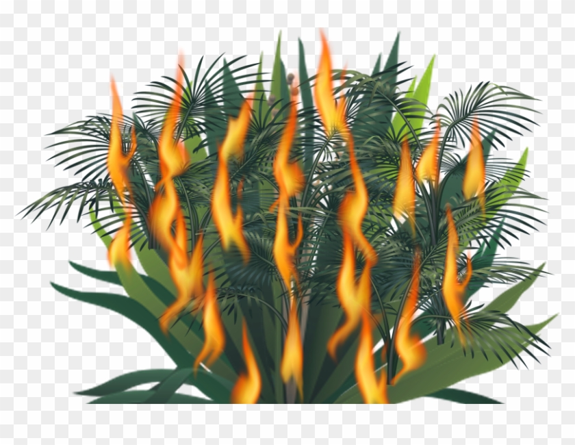 Fire Bush - Tree Clipart
