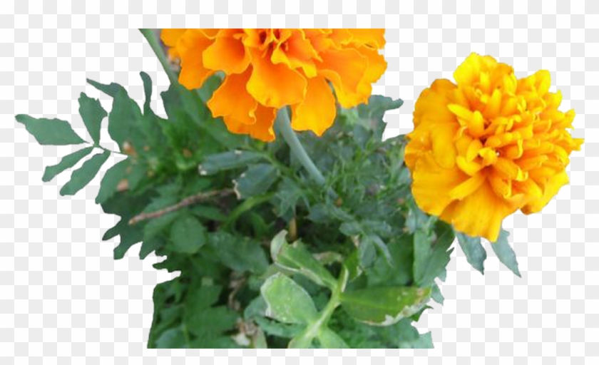 Shrubs Png Christmas Flowers, Acacia Bush Image Stickers - Png Plants And Flowers Clipart #592330