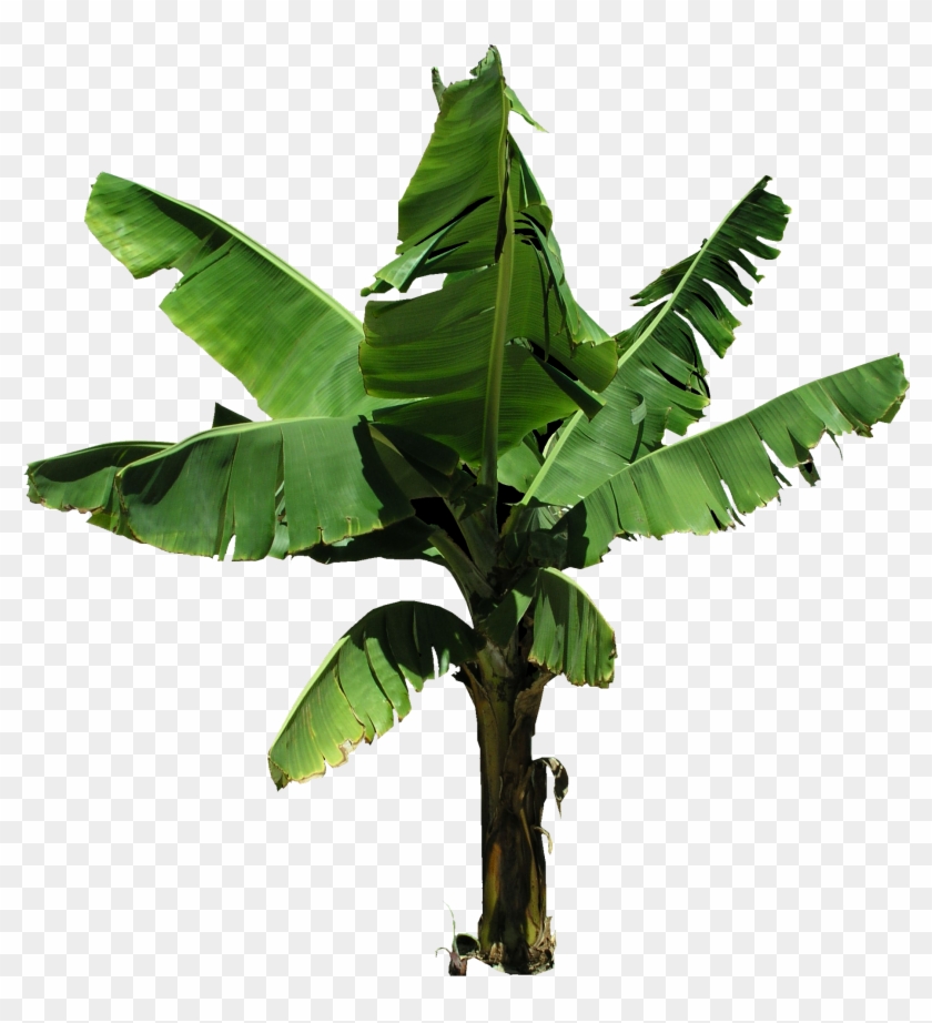 Tree Bush Png Clipart