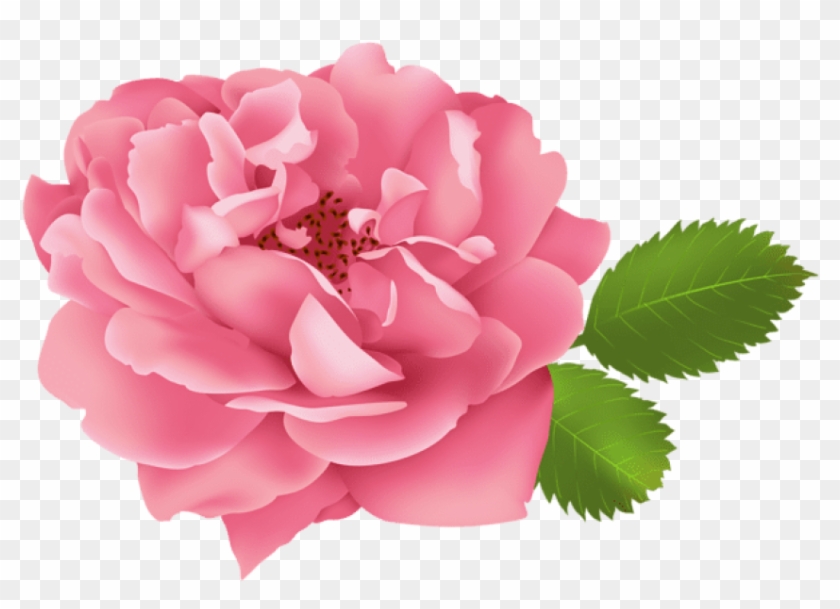 Free Png Download Pink Rose Flower Bush Png Images - Rose Flower Clipart
