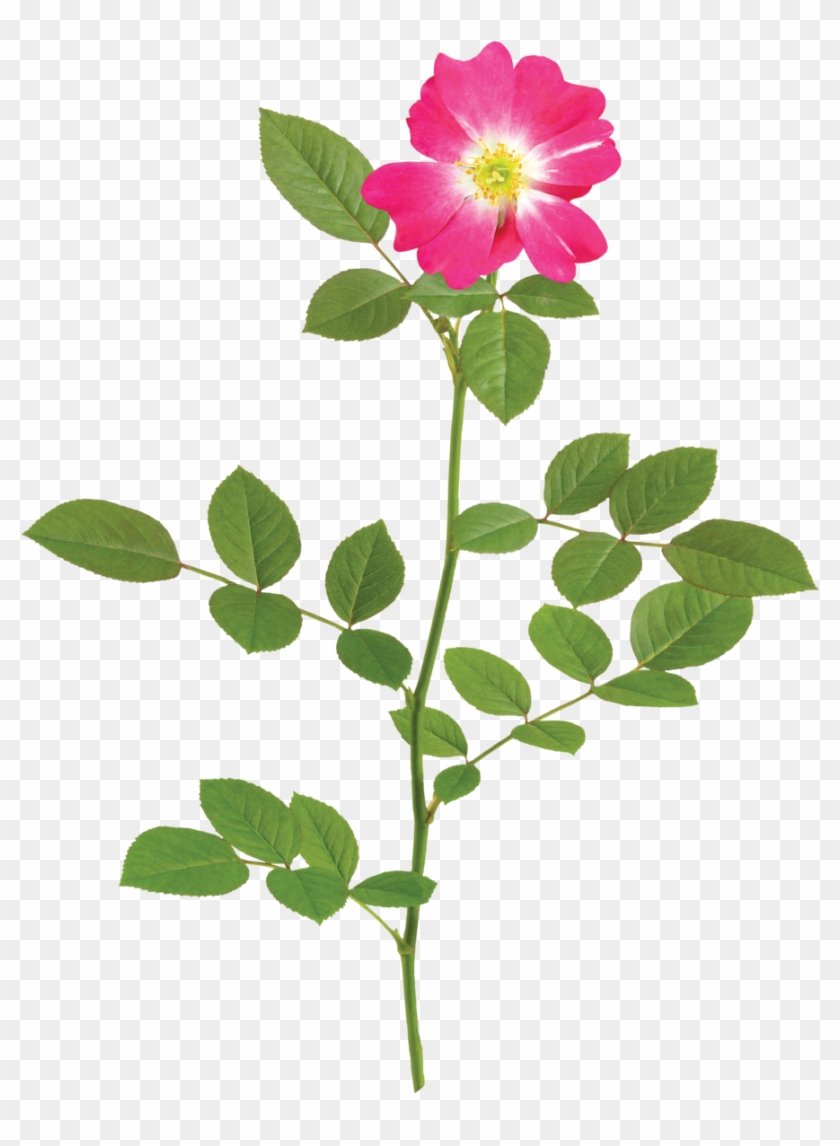 Pink Drift Branch Clipart #592973