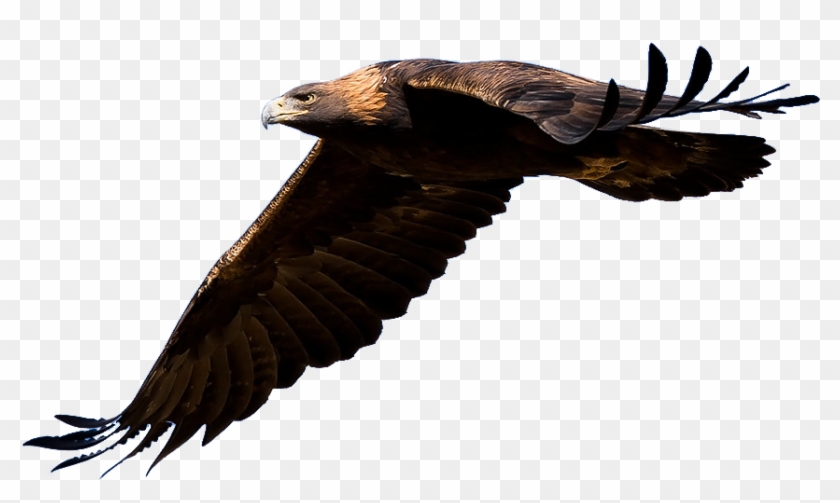 Golden Eagle Flying Transparent Clipart