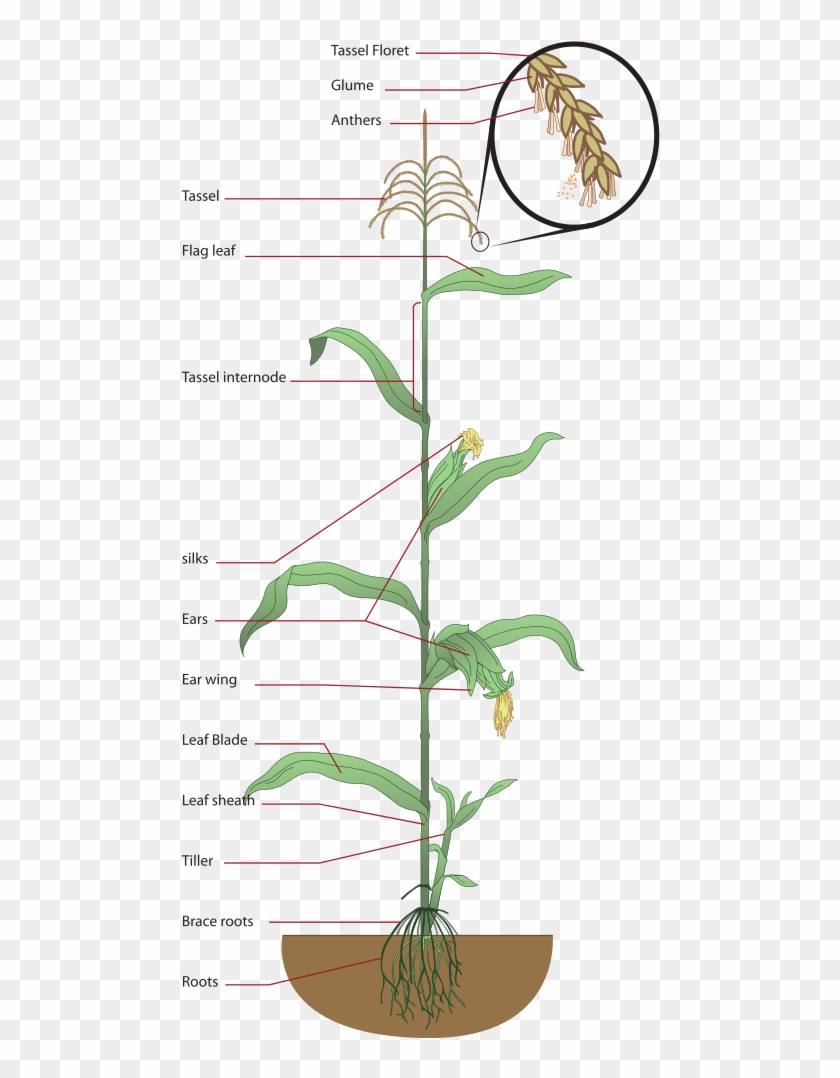Maize Plant Diagram - Labelled Diagram Of Maize Plant Clipart #593273