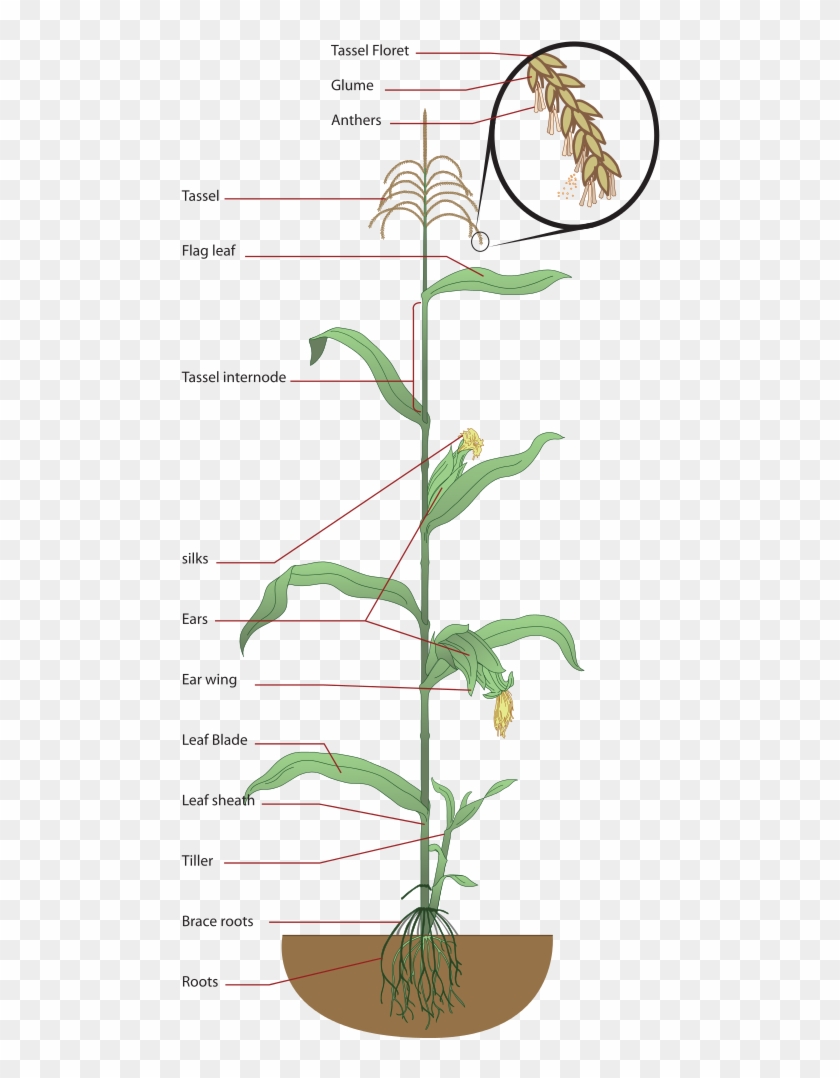Maize Plant Diagram - Labelled Diagram Of Maize Plant Clipart