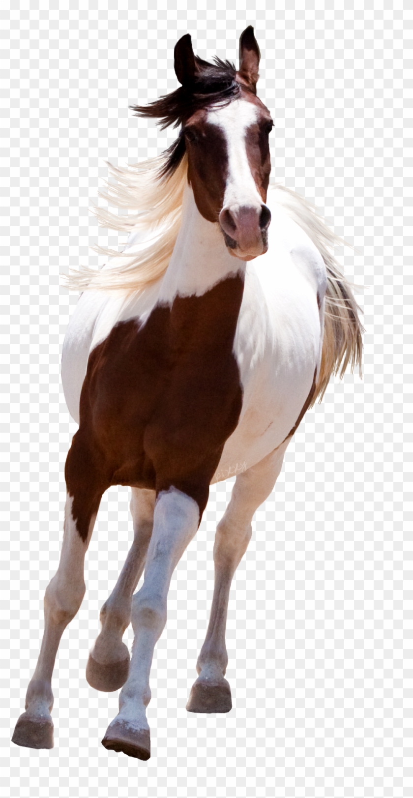 Running Horse Png Clipart #594009