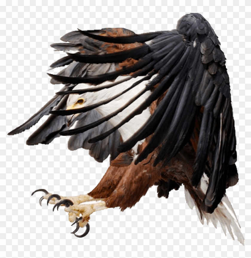 Free Png Download Eagle Png Images Background Png Images - African Fish Eagle Art Clipart