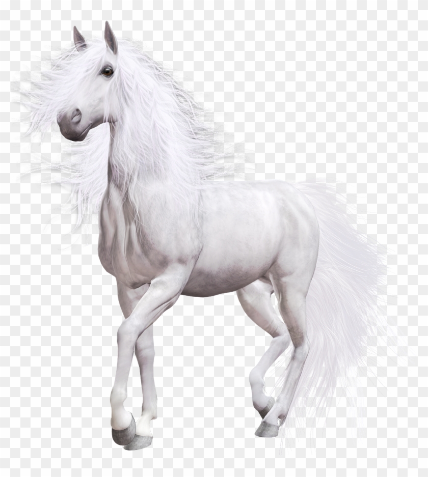 White Horse Png Clip Art - ابيض حصان Transparent Png