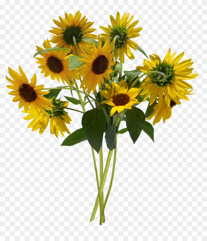 Image - Bunch Of Sunflowers Png Clipart