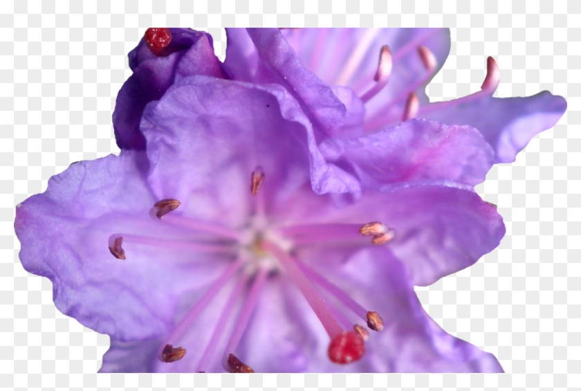 Purple Flower Crown Png Clipart #595520
