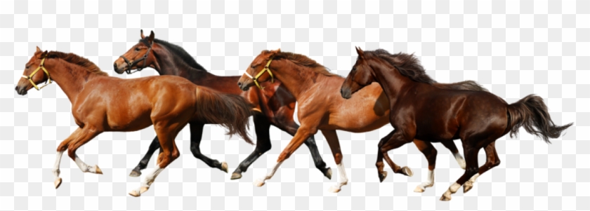 Running Horses No Background Clipart