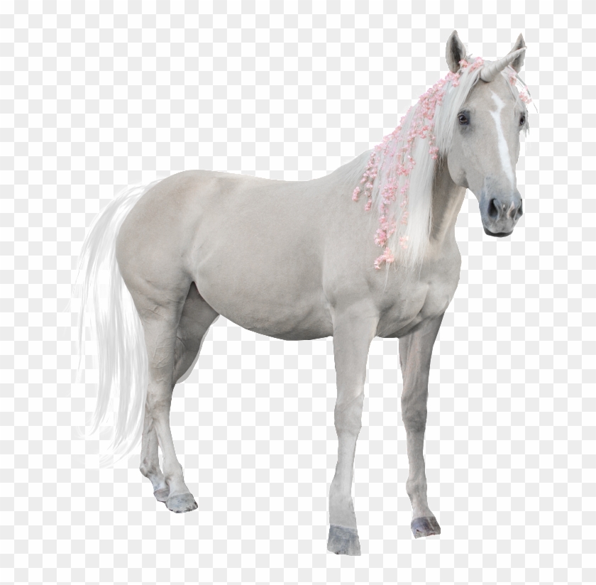 Hand Painted A White Horse Png Transparent Clipart #595660