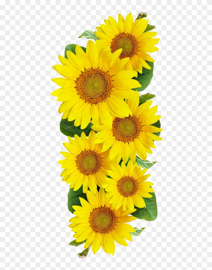 Free Sunflower Images - Girassol Png Clipart #595690