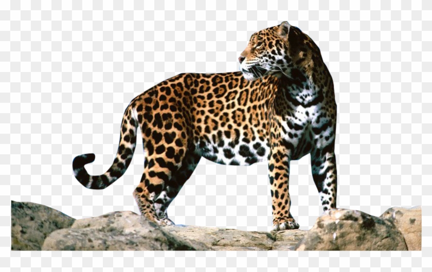 Download - Jaguar Png Clipart