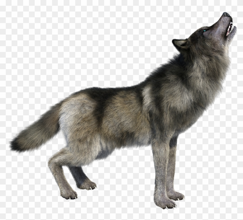 Png Imges Free Download - Howling Wolf Transparent Background Clipart #595801