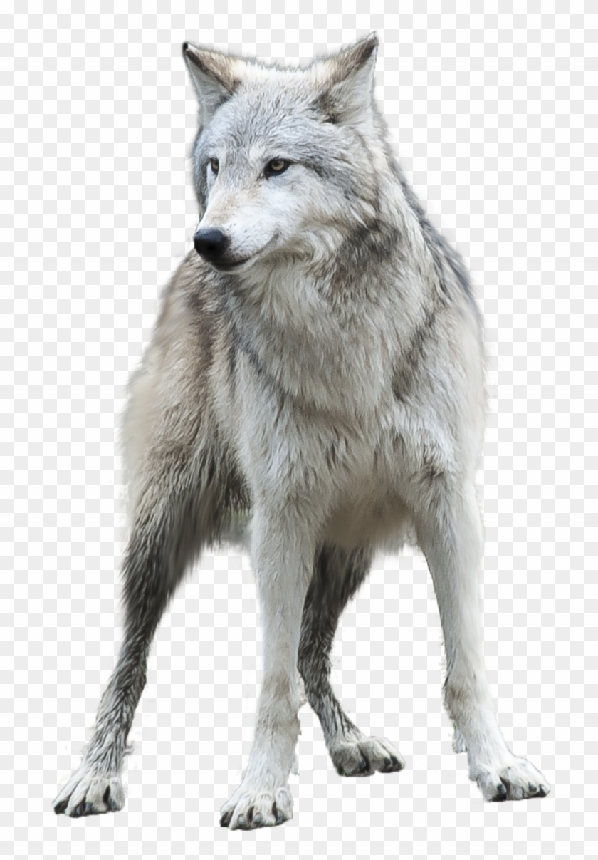 Wolf Png Transparent - Grey Wolf Png Clipart #595856
