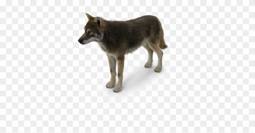 Grey Wolf Png Pic - Canis Lupus Tundrarum Clipart #596028