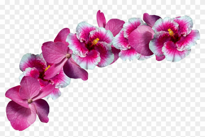 Flowers Sticker - Orchids Crown Png Clipart #596054