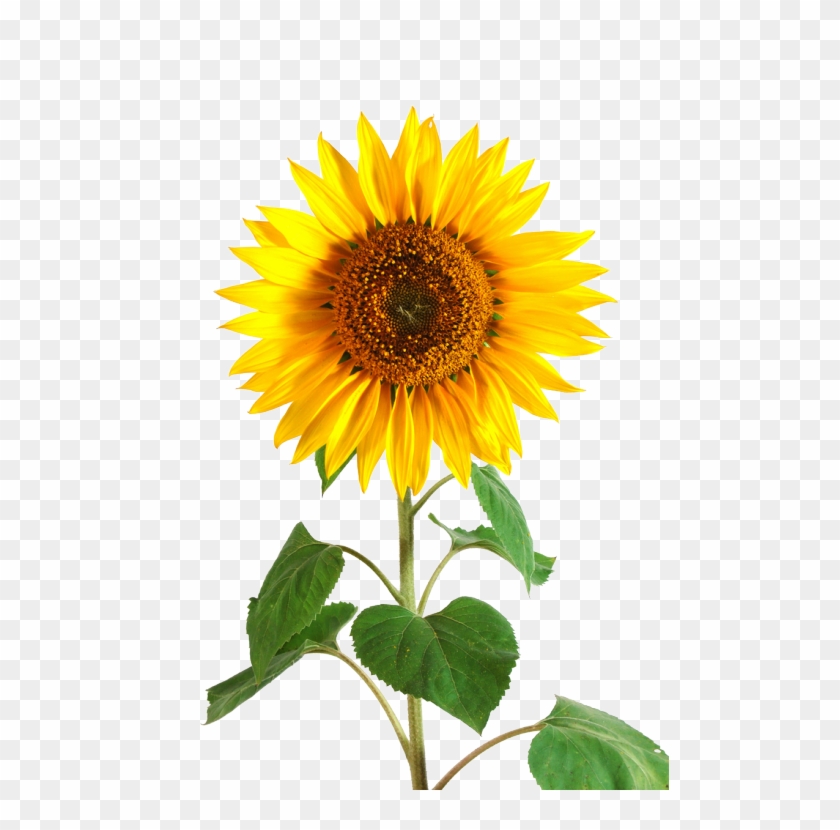 Sunflower Png Tumblr Download Sunflower Png Tumblr - Transparent Background Sunflower Png Clipart #596057
