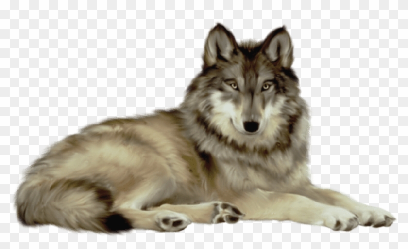 Free Png Download Transparent Wolf Png Images Background - Wolf Png Clipart #596098