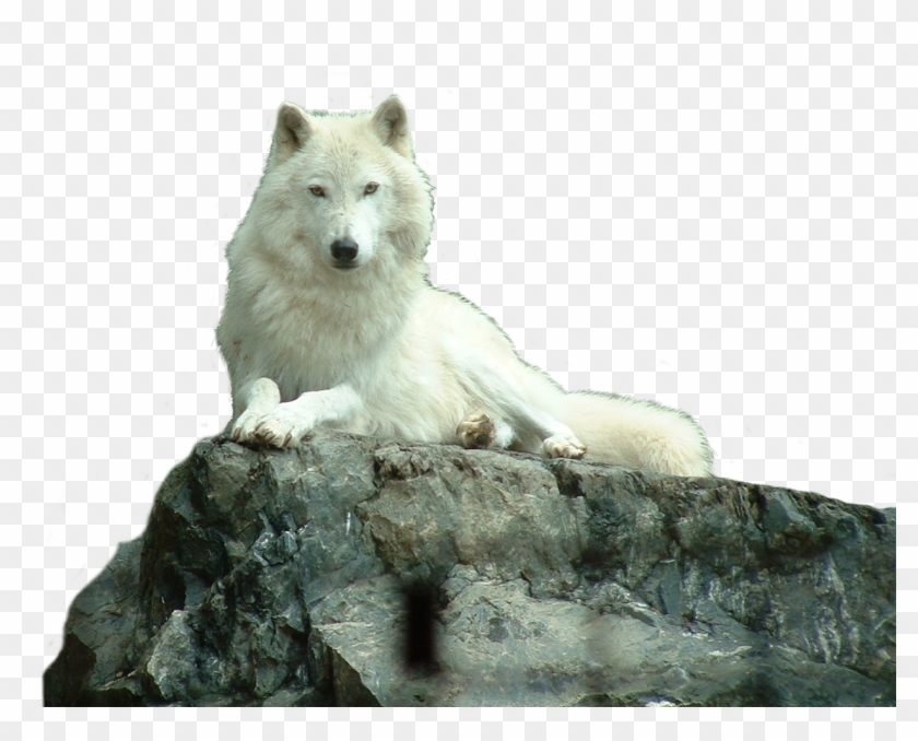 White Wolf Png On Rock - Wolf White Png Clipart #596119
