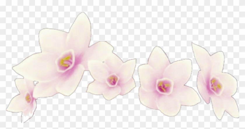 Flower Flowers Crown Crowns Flowercrown Overlays Overla - Rm Clipart