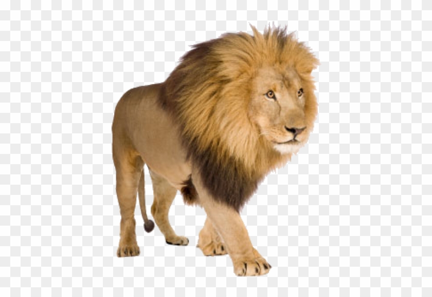 Lion Png Free Download - Lion Pictures With White Background Clipart #596124