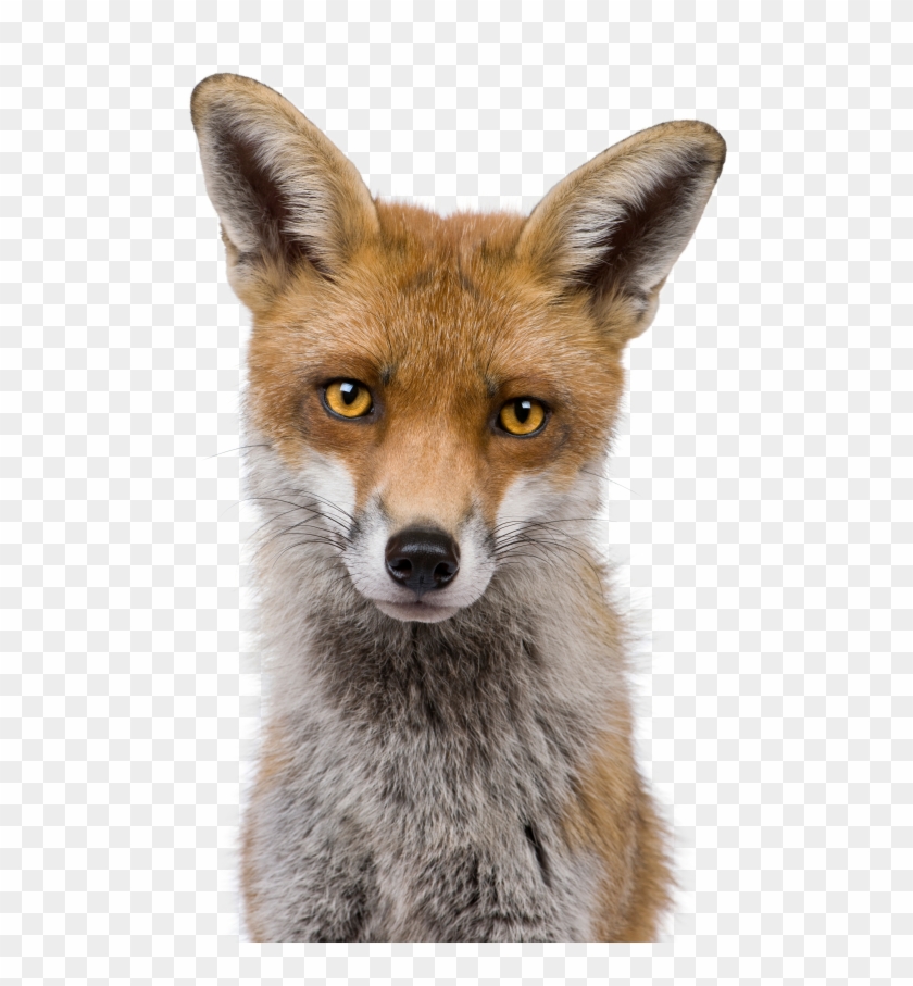 Fox Png Image - Front View Of A Fox Clipart