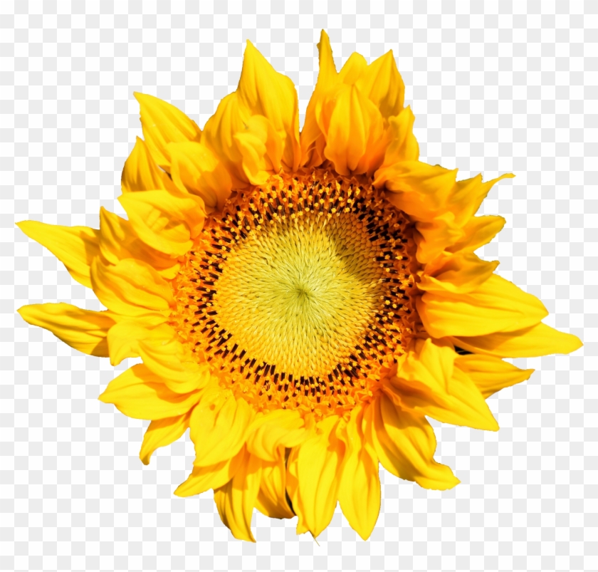 Free Download - Hoa Huong Duong Vector Clipart