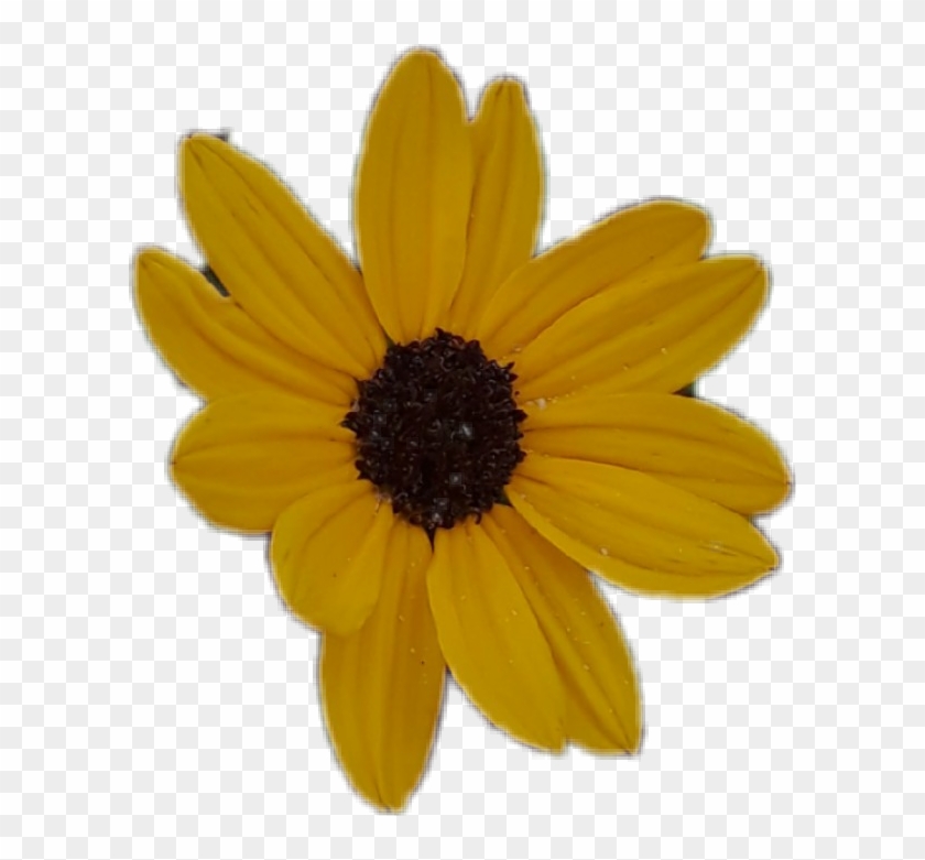 Clipart Library Download Floral Sunflower Flower Yellowaesthetic - Black-eyed Susan - Png Download #596266