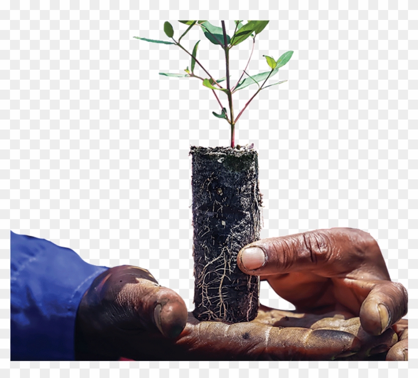 Ellepot Plant Fritlagt - Flowerpot Clipart #596371