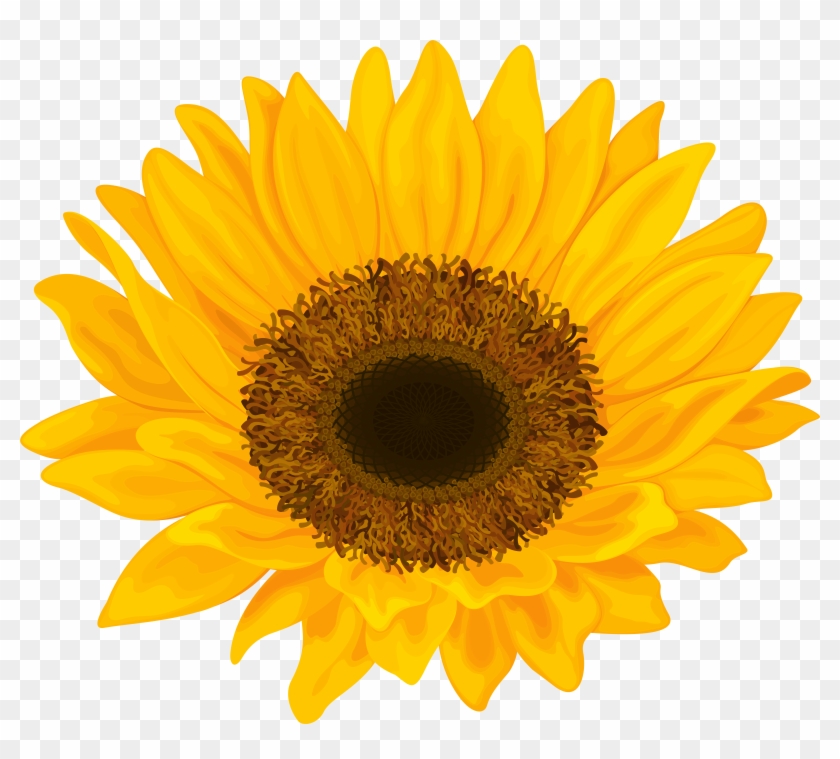 Sunflower Png Clip Art Image Transparent Png #596373