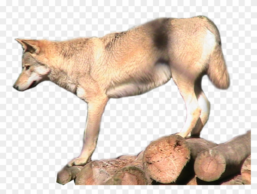 Grey Wolf Png Transparent Image - Red Wolf Clipart #596398