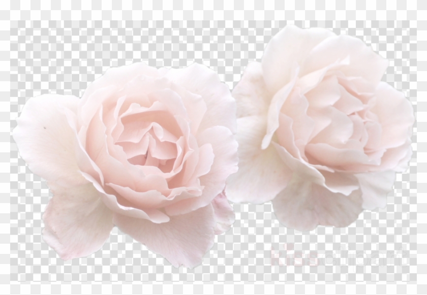 White Rose Flower Crown Transparent Clipart Garden - Png Download
