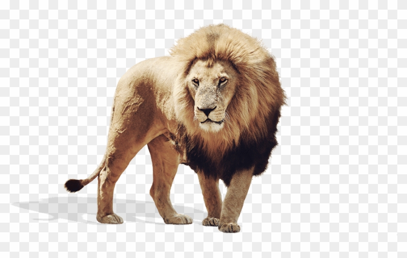 Lion - Masai Lion Clipart