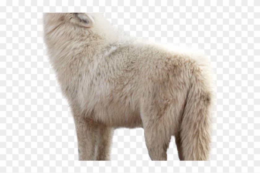 Wolf Png Transparent Images - Wolf Clipart