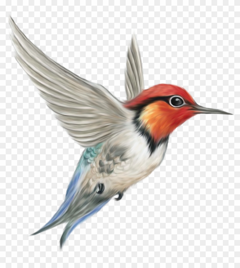 Bird Png Clipart